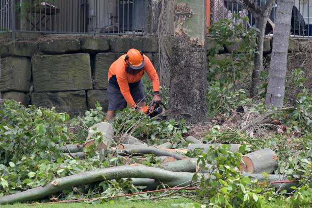 Best Dead Tree Removal  in Pinole, CA